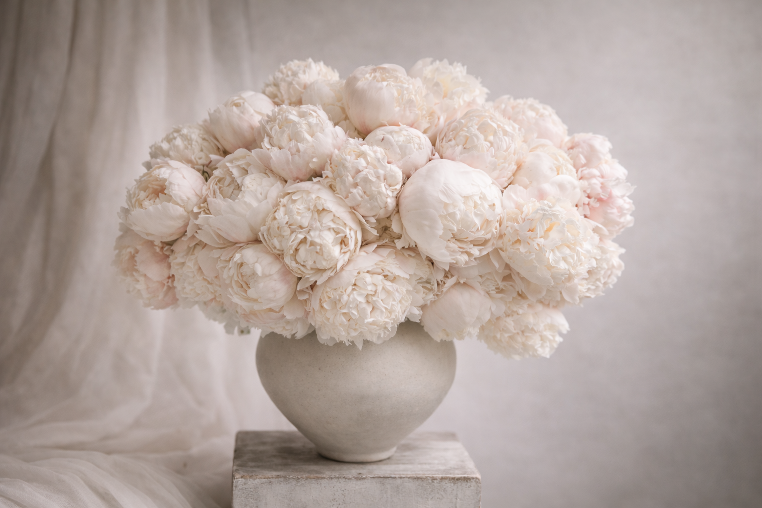 Peony — Ivory