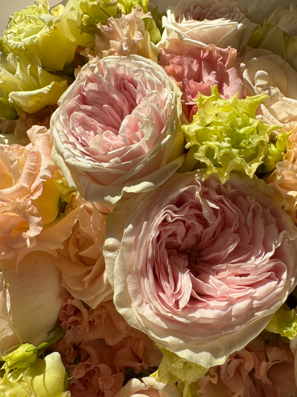 EVENING BLUSH
