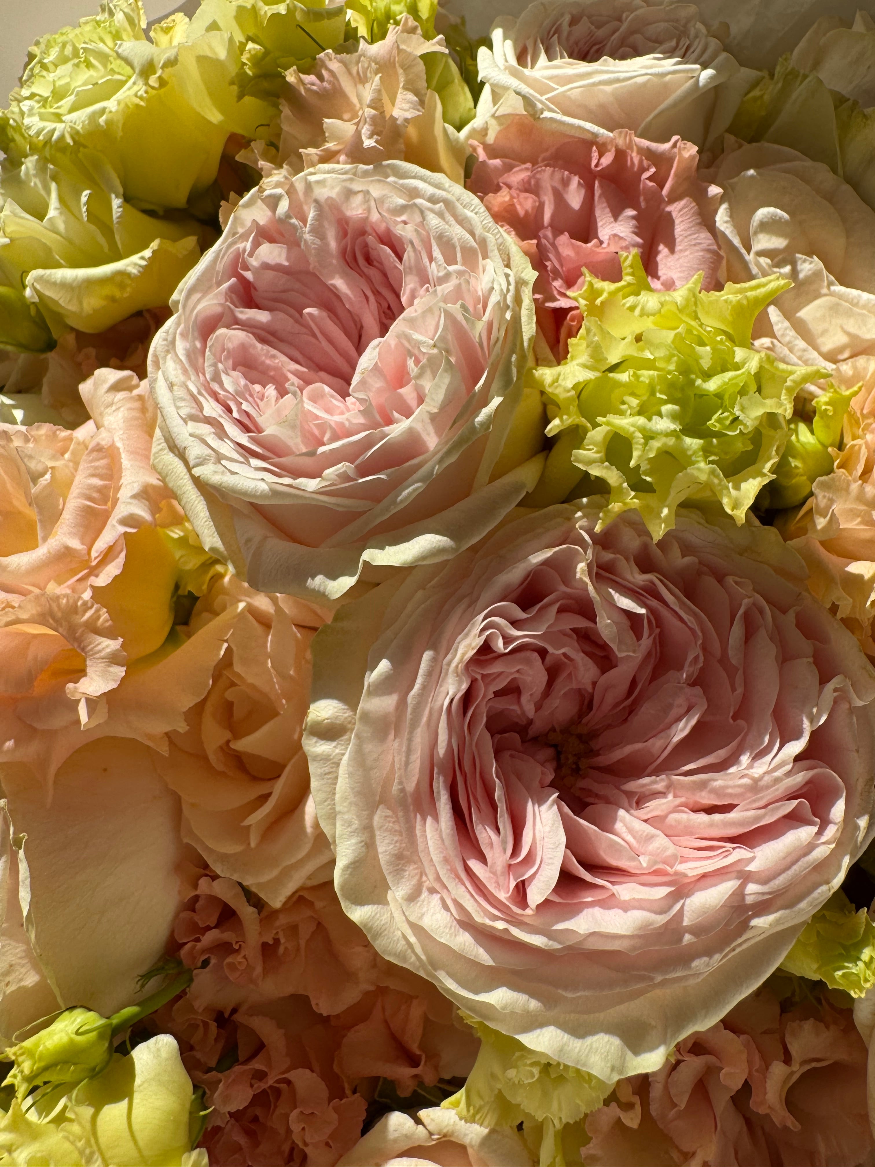 EVENING BLUSH